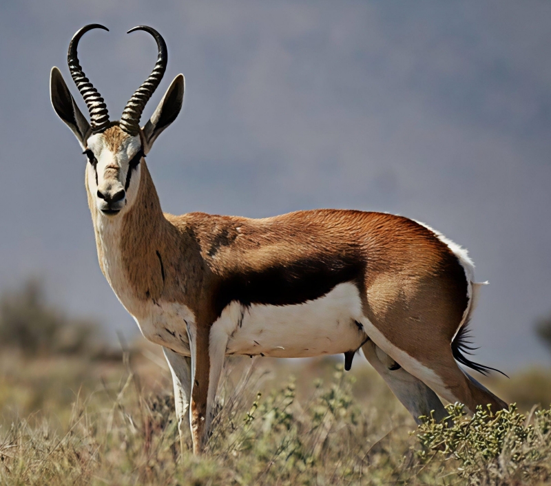 Buck In Veld Small