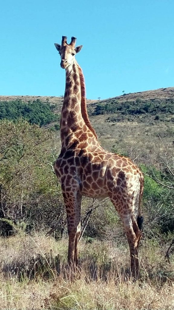 Giraffe