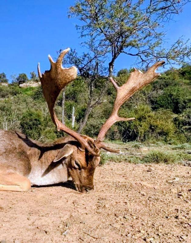 fallow deer