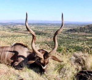 kudu 2