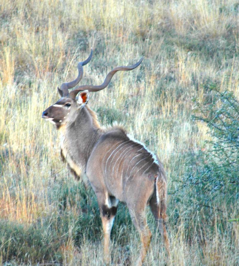 kudu
