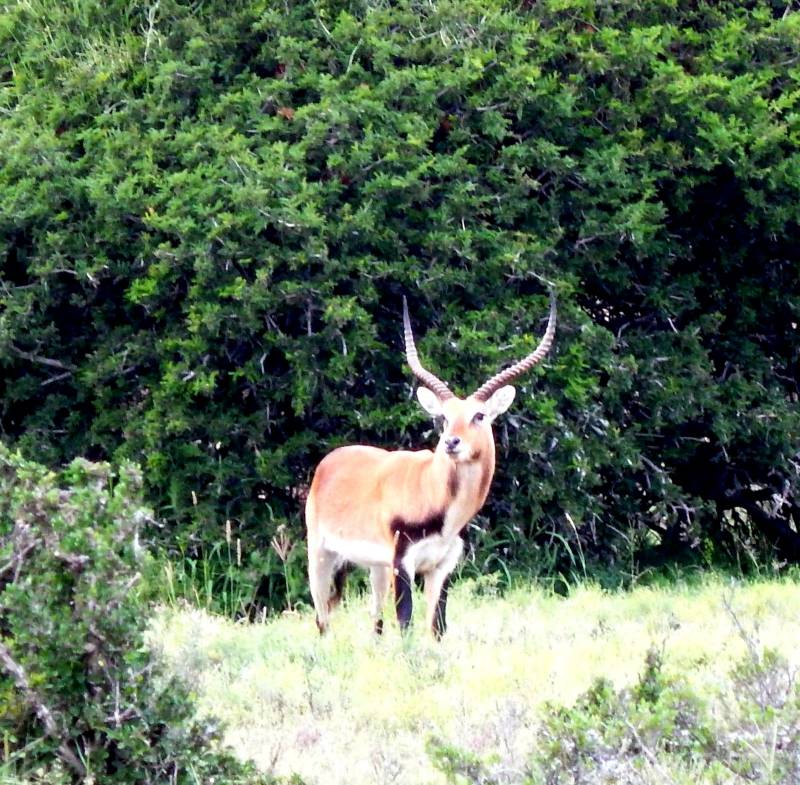 lechwe