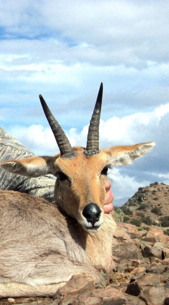 mountain reedbuck