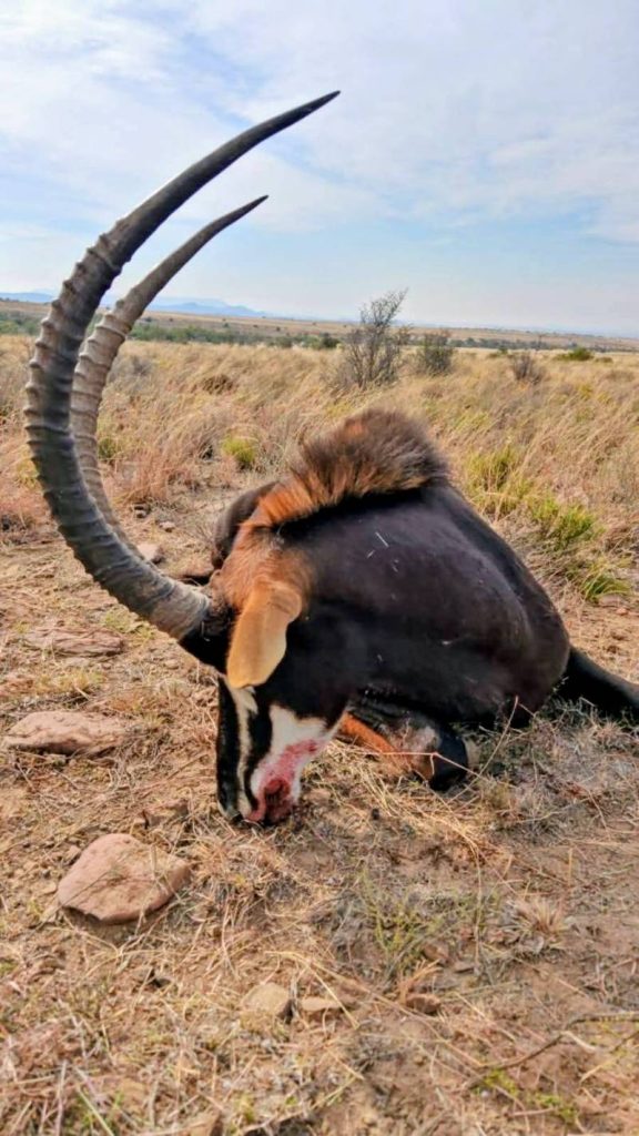 sable