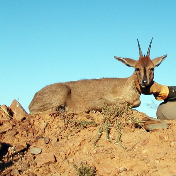 mountain reedbuck