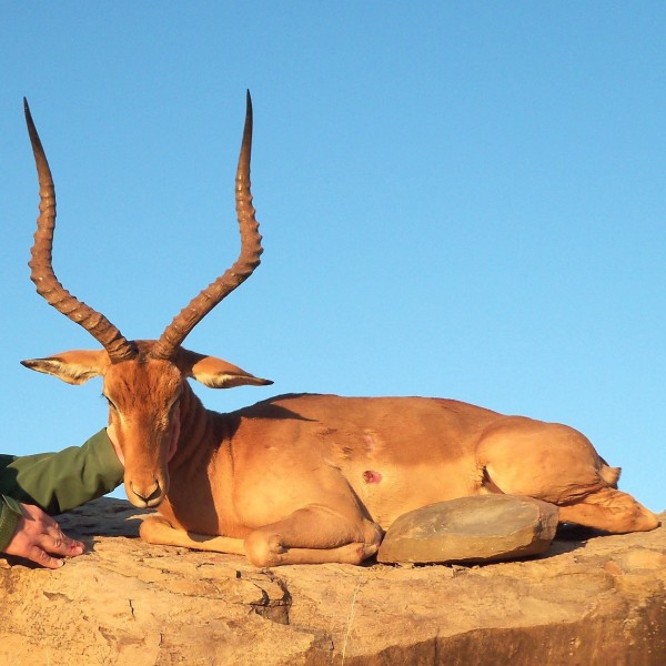 Hunted Impala In The Eastern Cape