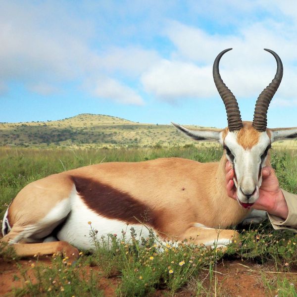Hunted Springbuck