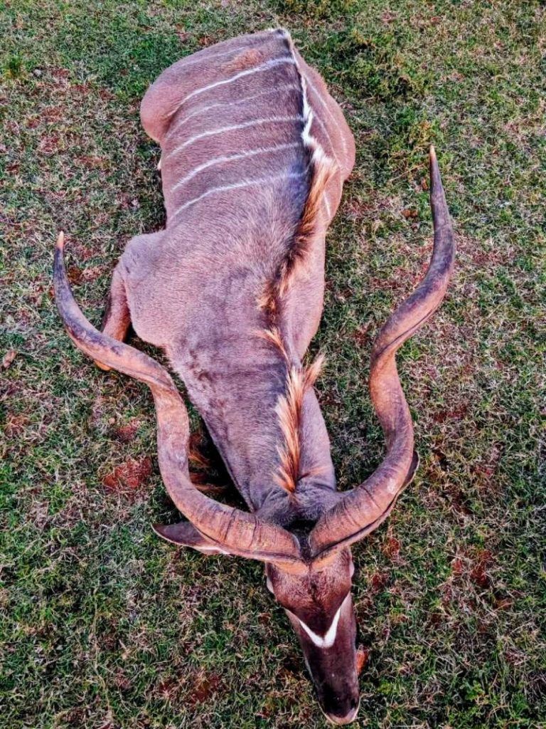 Kudu 1