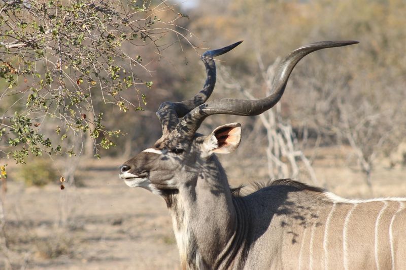 Kudu Bull
