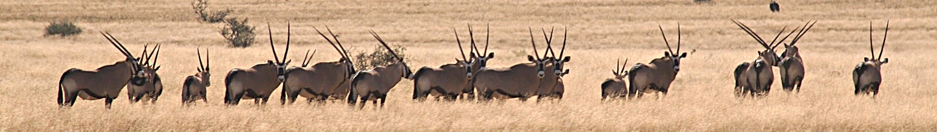 Oryx
