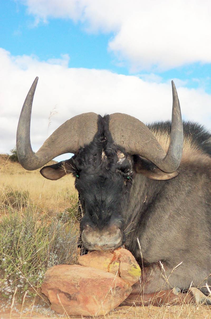 black wildebeest