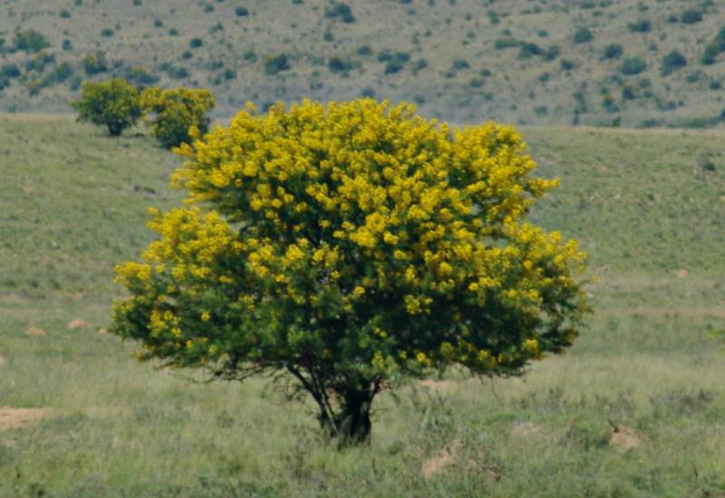 acacia